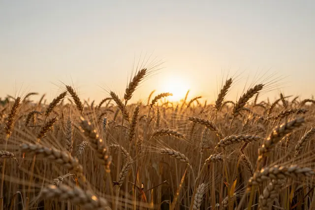 Low angle view of ripening wheat stalks backlit by warm golden sunset light over the field