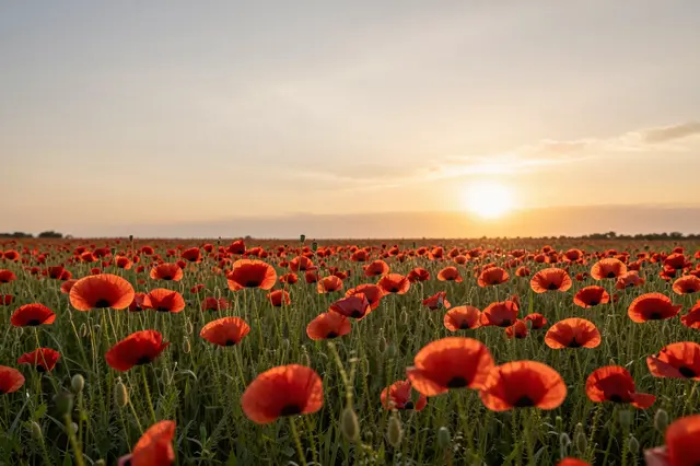 Warm golden sunset light spills over a vast field of bright red poppies stretching to the horizon.