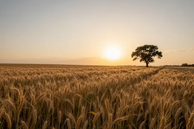 Warm golden sunset illuminates a ripe wheat field with a lone silhouetted tree on the horizon.