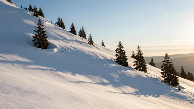 Fresh powder snow covers a broad mountain slope dotted with fir trees under a soft sunset sky, casting long blue shadows.