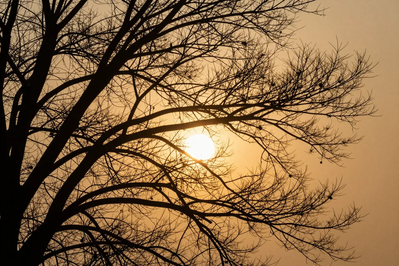 Silhouetted bare tree branches frame a glowing orange sun against a warm golden sunset sky