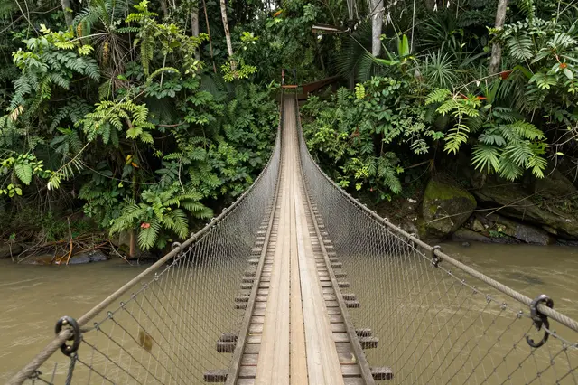 A wooden suspension footbridge stretches across a muddy river into dense tropical jungle foliage.