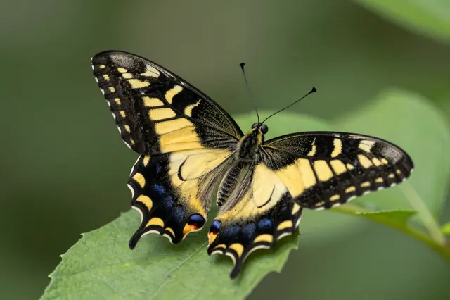 Black and yellow swallowtail butterfly rests with wings spread open on a green leaf