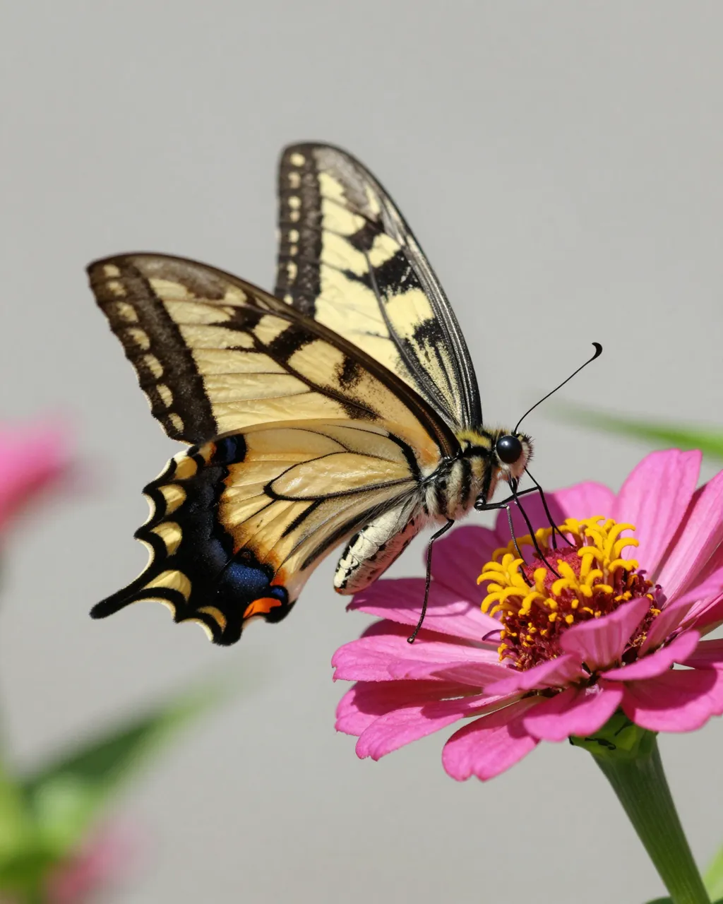 Yellow and black swallowtail butterfly feeds on the center of a bright pink zinnia flower.