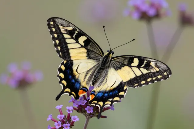 A black and yellow swallowtail butterfly rests with spread wings on purple verbena flowers, blurred green background behind