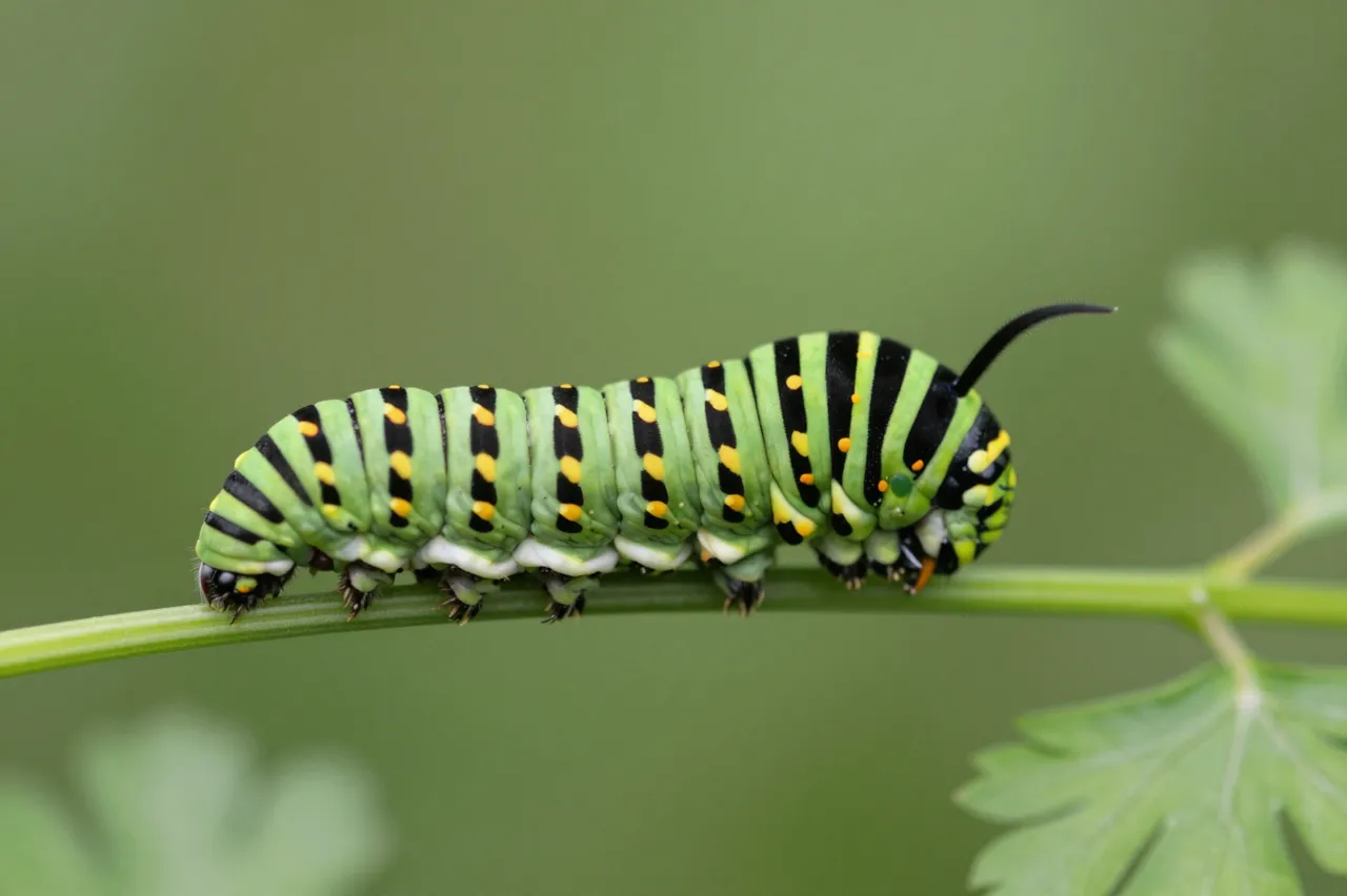 Striped swallowtail caterpillar perches on a thin green parsley stem with blurred foliage background