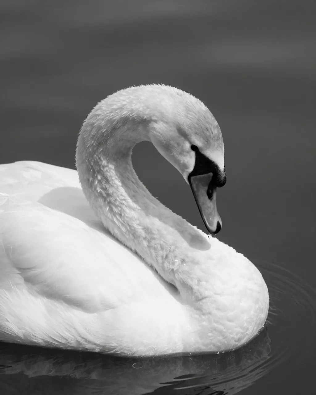 A black and white close-up of a swan with a curved neck floating on calm dark rippled water.