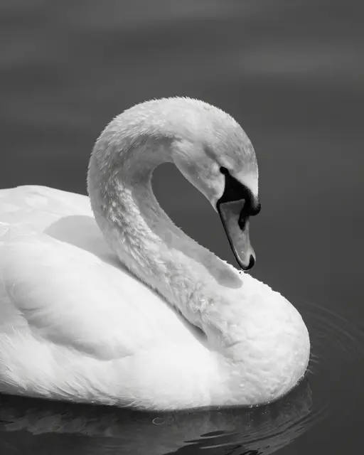 A black and white close-up of a swan with a curved neck floating on calm dark rippled water.