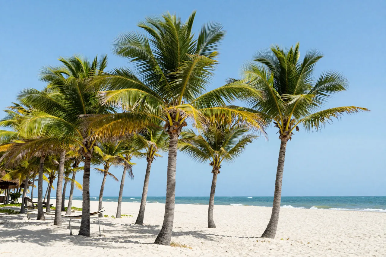 Coconut palm trees lean in wind over a bright white sand beach beside turquoise ocean under a clear blue sky.