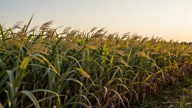 Golden hour sunset light illuminates a dense field of swaying sugarcane plants