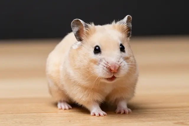 A fluffy light golden Syrian hamster sits facing forward on a light wooden tabletop against a dark blurred background.
