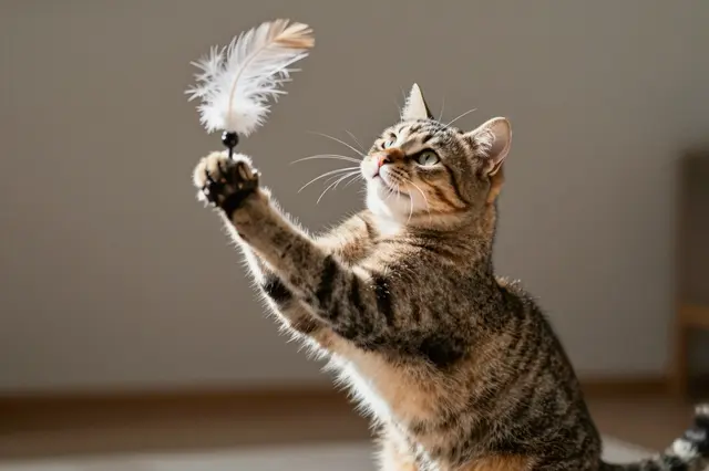 A tabby domestic cat stands on its hind legs batting at a feather cat toy with its front paw