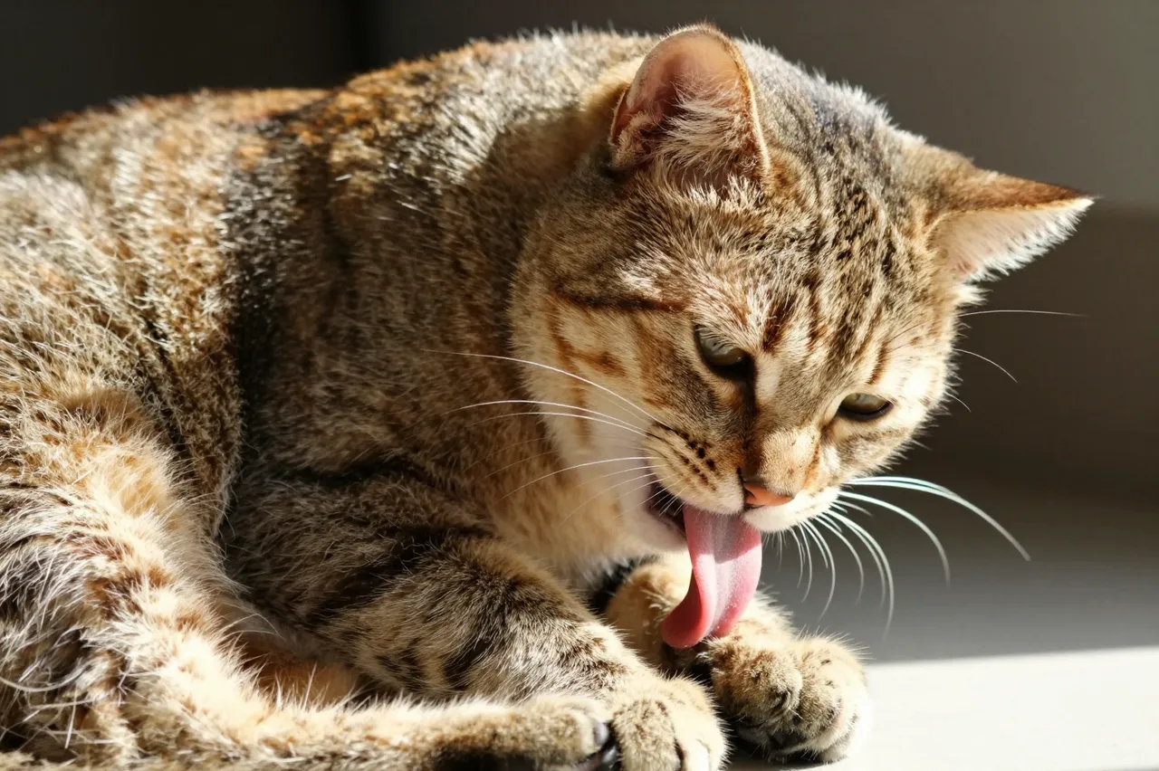 A domestic tabby cat licks its paw while resting in a patch of warm sunlight indoors