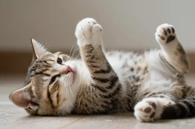A relaxed tabby and white cat lies on its back on a wooden floor with raised paws.