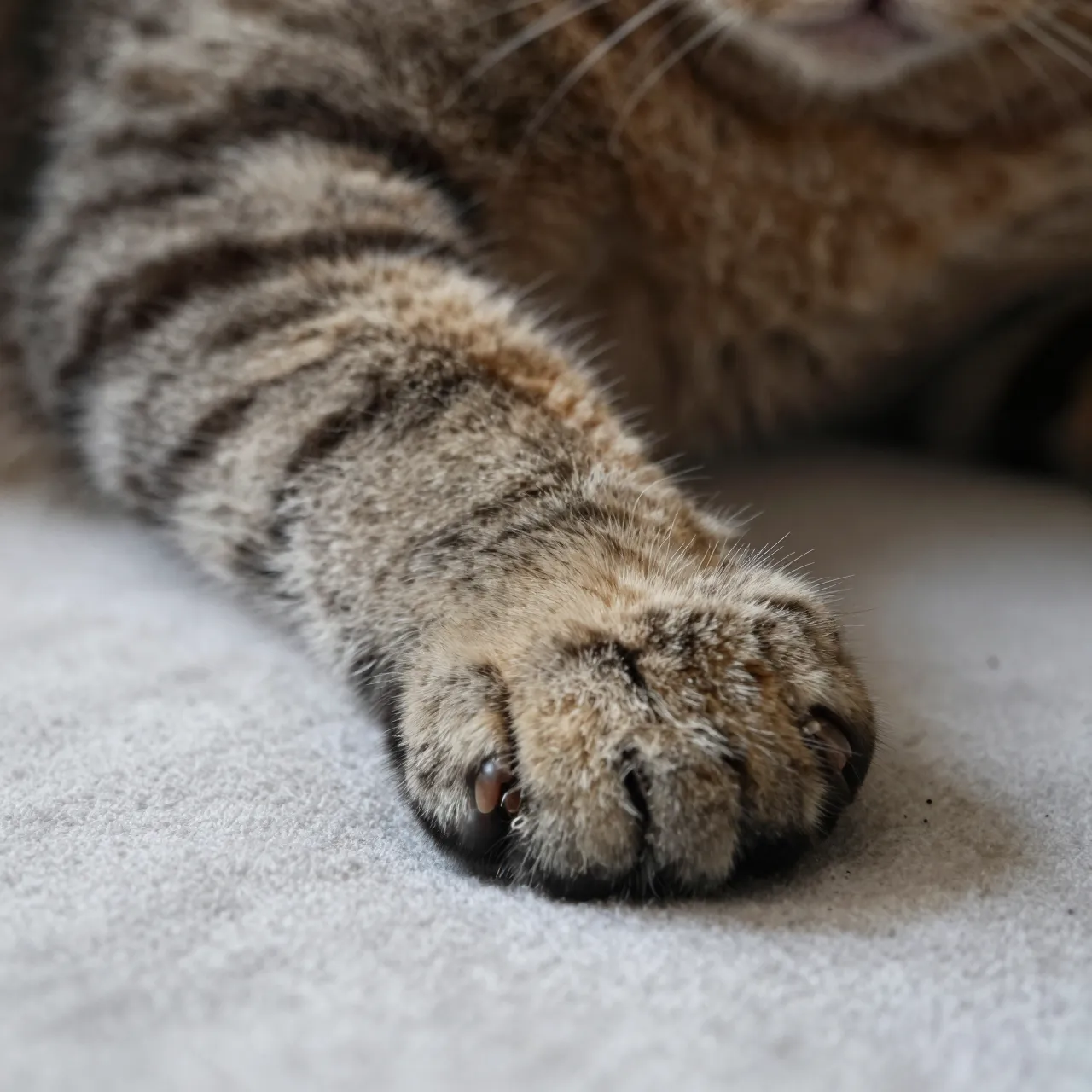 Close-up of a resting tabby cat's extended paw resting on a soft light blanket