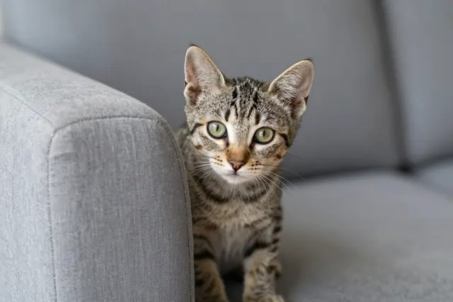 A tabby kitten with green eyes peeks beside the arm of a gray fabric sofa looking at the camera