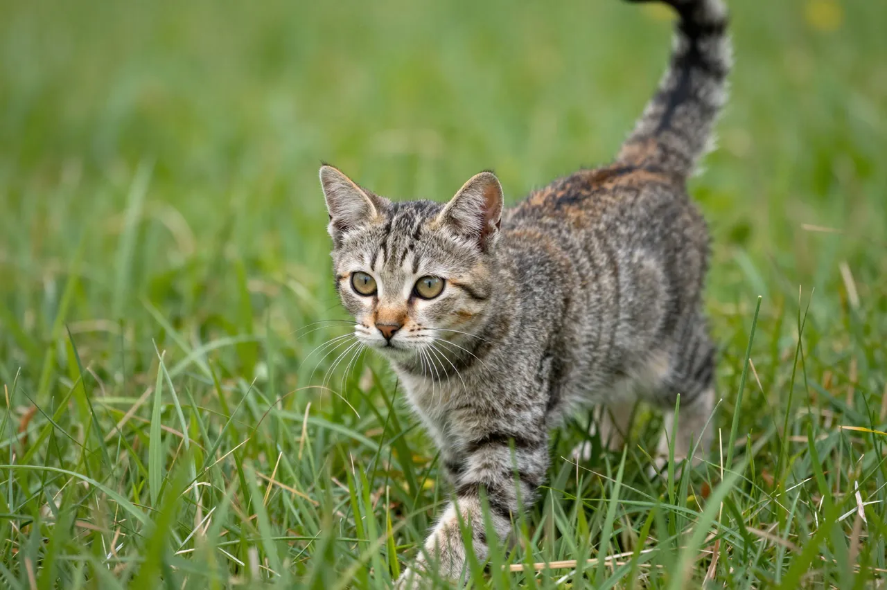 A tabby kitten moves slowly while stalking through tall green grass