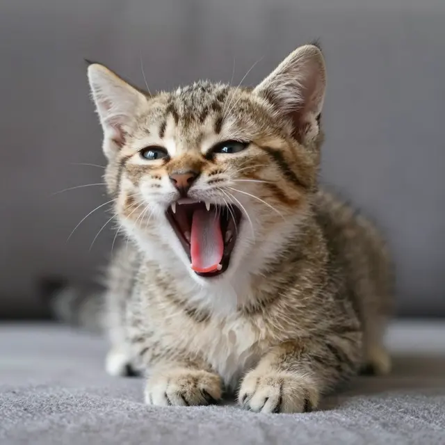 A fluffy tabby kitten yawns widely while resting on a soft gray fabric cushion