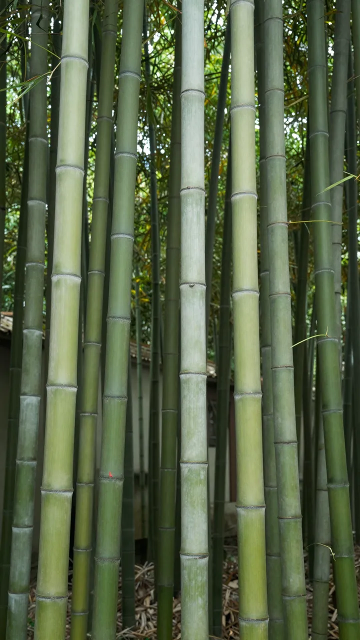 Vertical upward view of dense tall bamboo stalks with filtered sky visible through foliage