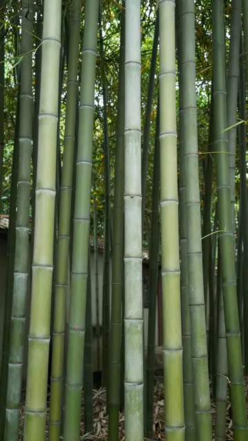 Vertical upward view of dense tall bamboo stalks with filtered sky visible through foliage