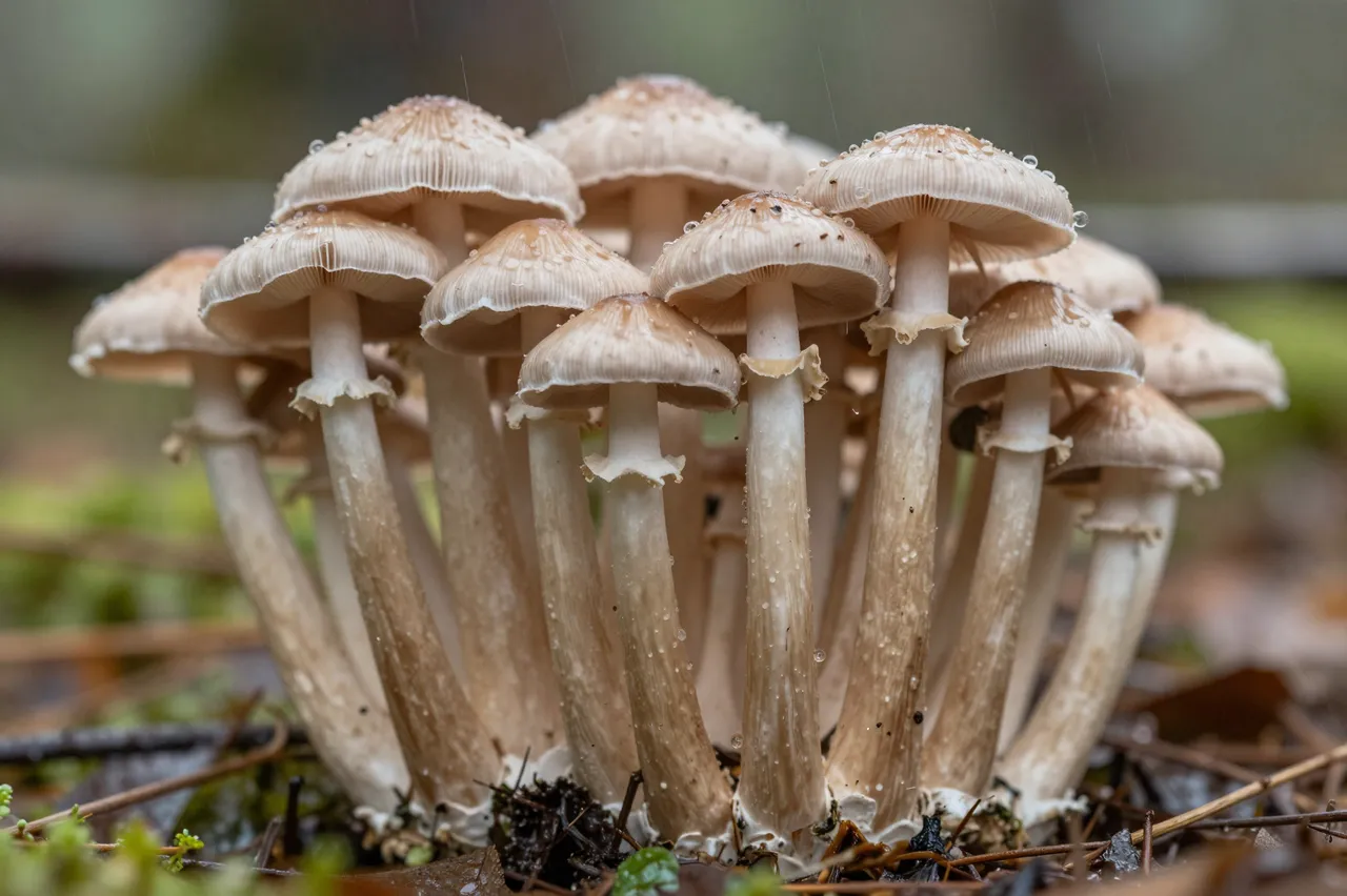 Close ground level view of a cluster of slender light brown mushrooms dotted with raindrops in falling rain