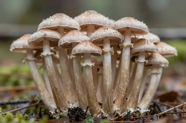 Close ground level view of a cluster of slender light brown mushrooms dotted with raindrops in falling rain