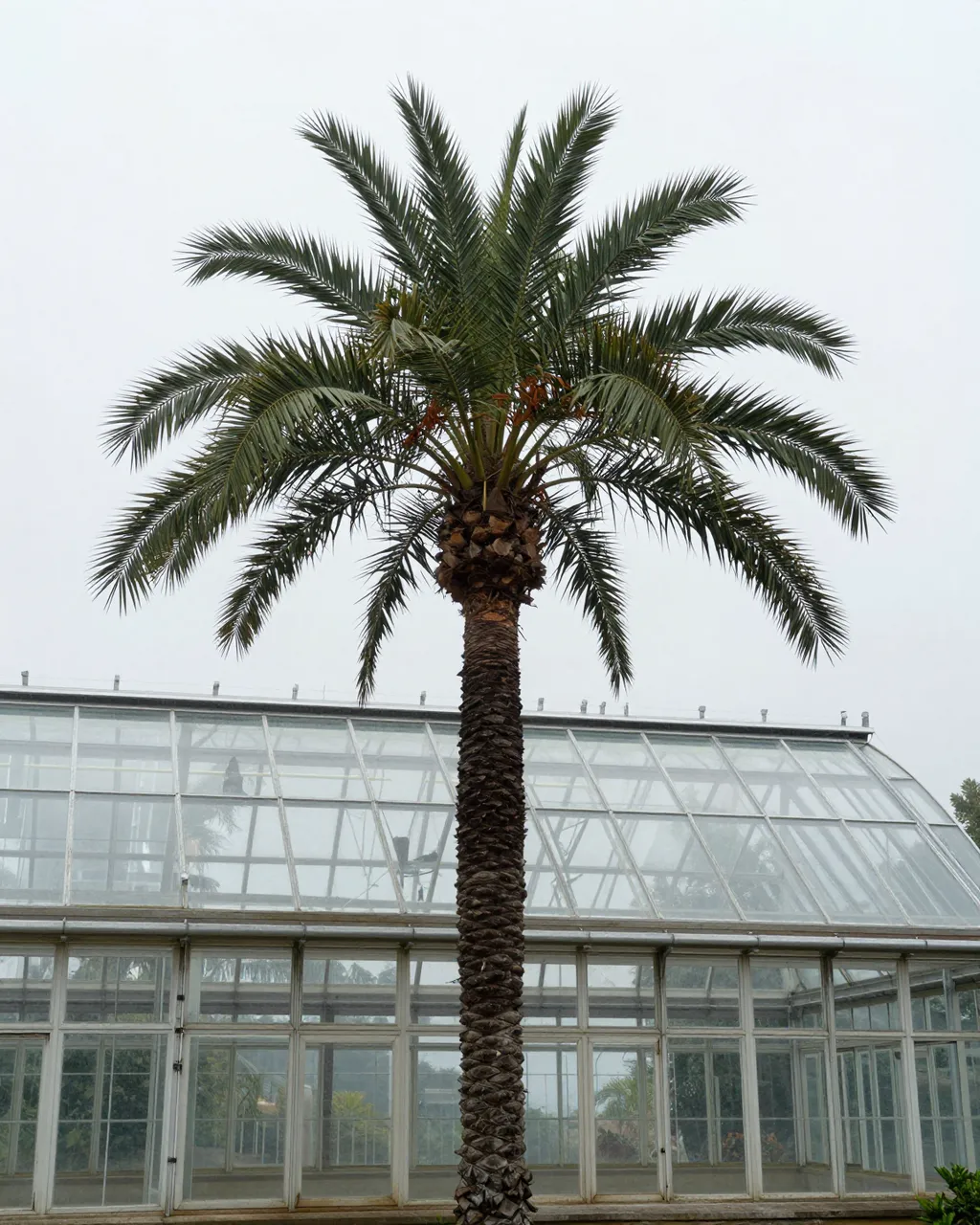 A tall palm tree stands in front of a glass greenhouse under overcast misty light