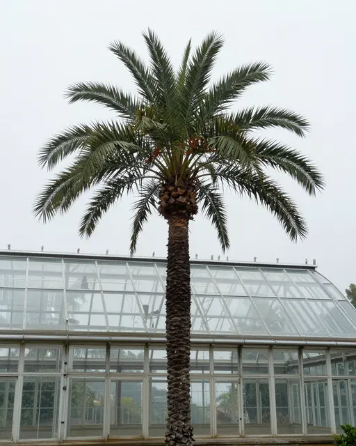 A tall palm tree stands in front of a glass greenhouse under overcast misty light