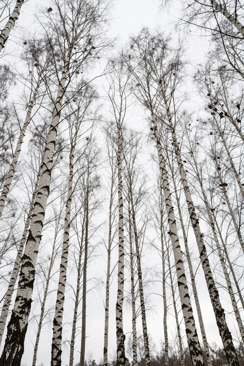 Looking up at slender leafless birch trunks rising against a pale overcast winter sky