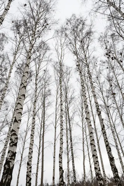 Looking up at slender leafless birch trunks rising against a pale overcast winter sky