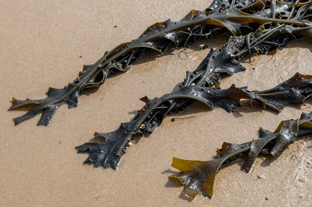 Dark wet strands of seaweed rest tangled across smooth damp beach sand in a top-down view.