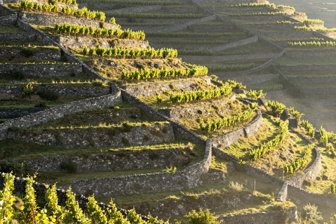 Low dawn sun rakes across steep stone-walled vineyard terraces with mist in the valley below