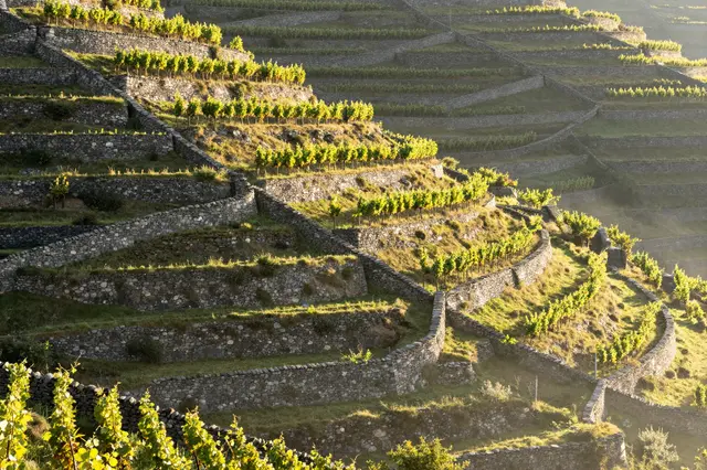 Low dawn sun rakes across steep stone-walled vineyard terraces with mist in the valley below