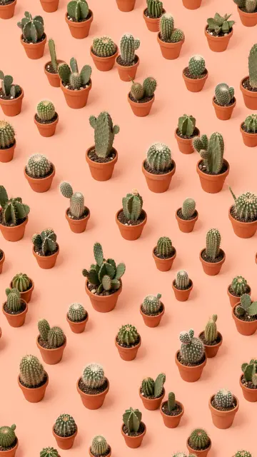 Scattered small potted cacti in terracotta pots on a solid peach background
