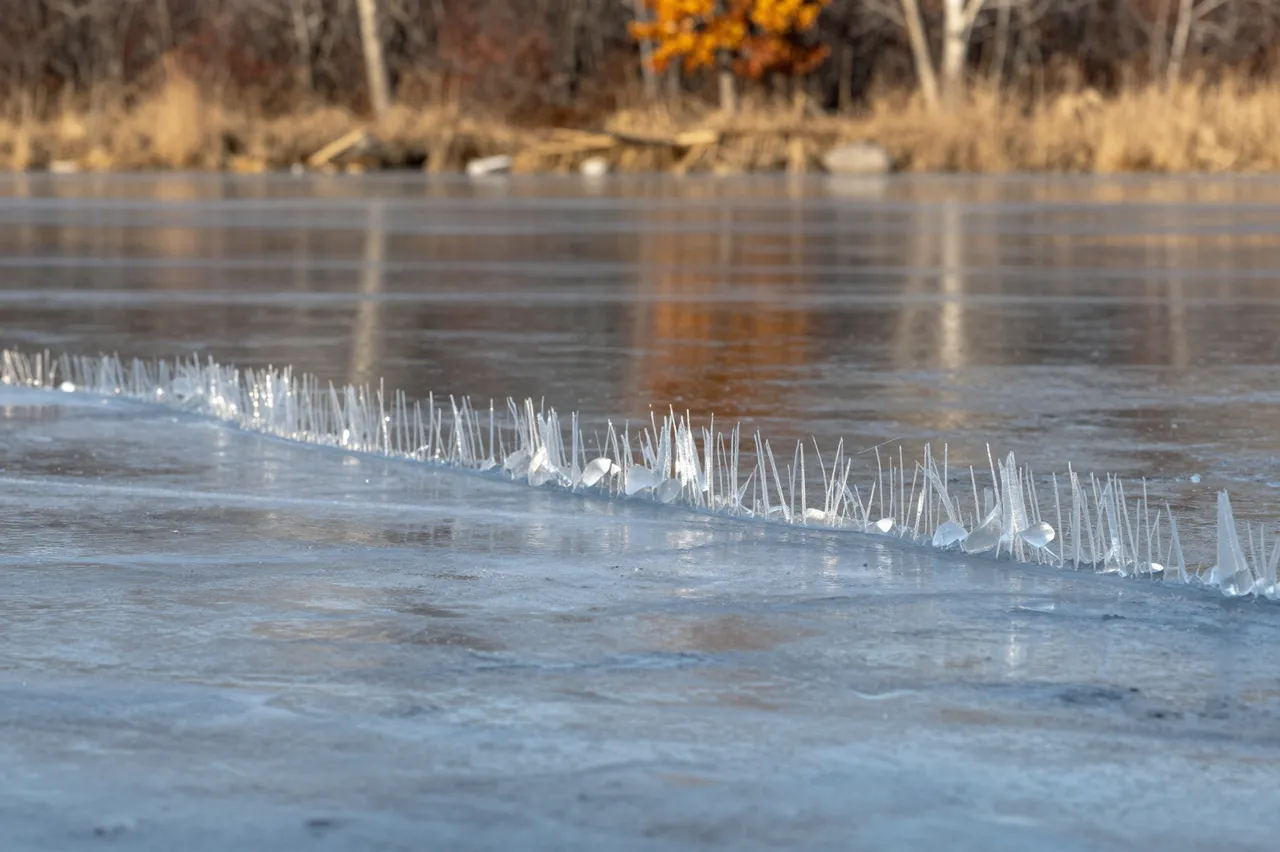 Delicate spiky ice crystals form along a crack on a partially frozen late autumn lake