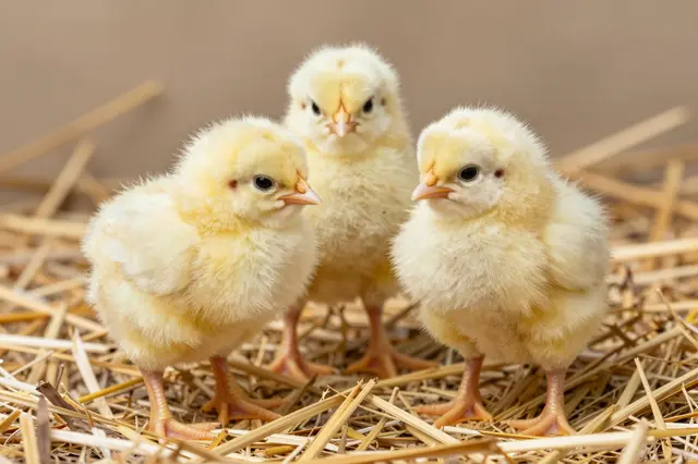 Three fluffy yellow baby chicks stand side by side on a bed of dry straw