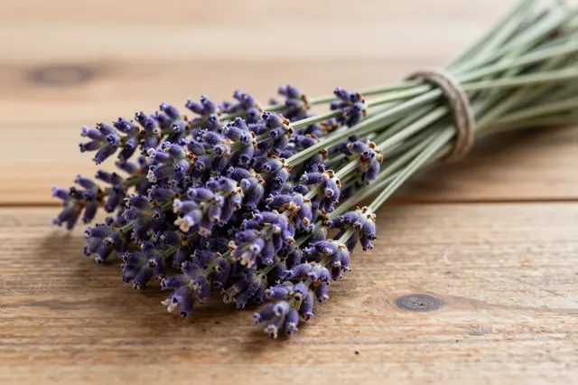A tied bunch of fresh lavender rests on a rustic wooden table surface.