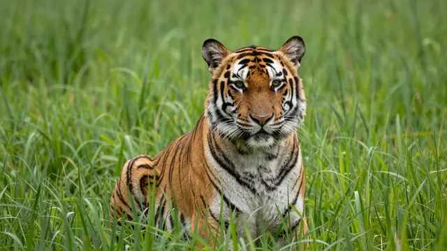 A tiger sits facing forward, staring directly at the camera from within tall green grass.