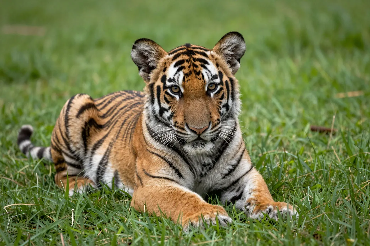 A young tiger cub lies relaxed on green grass looking directly at the camera