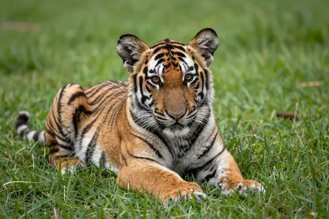 A young tiger cub lies relaxed on green grass looking directly at the camera