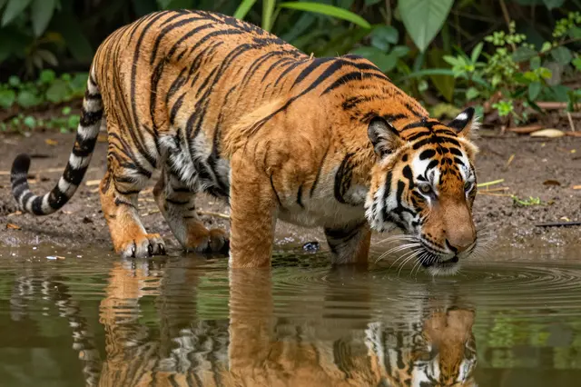 A striped tiger leans down to drink calm water from a shallow jungle pool with its reflection visible below.