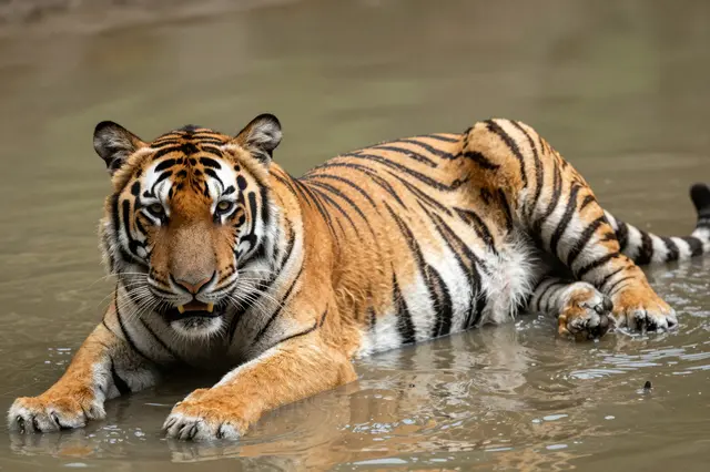 A large striped tiger lies partially submerged in calm shallow muddy water, looking directly at the camera.
