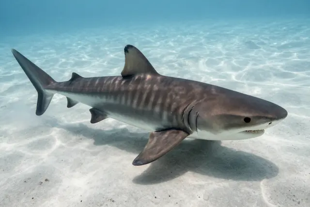 A tiger shark swims through clear shallow ocean water above a light sandy seabed