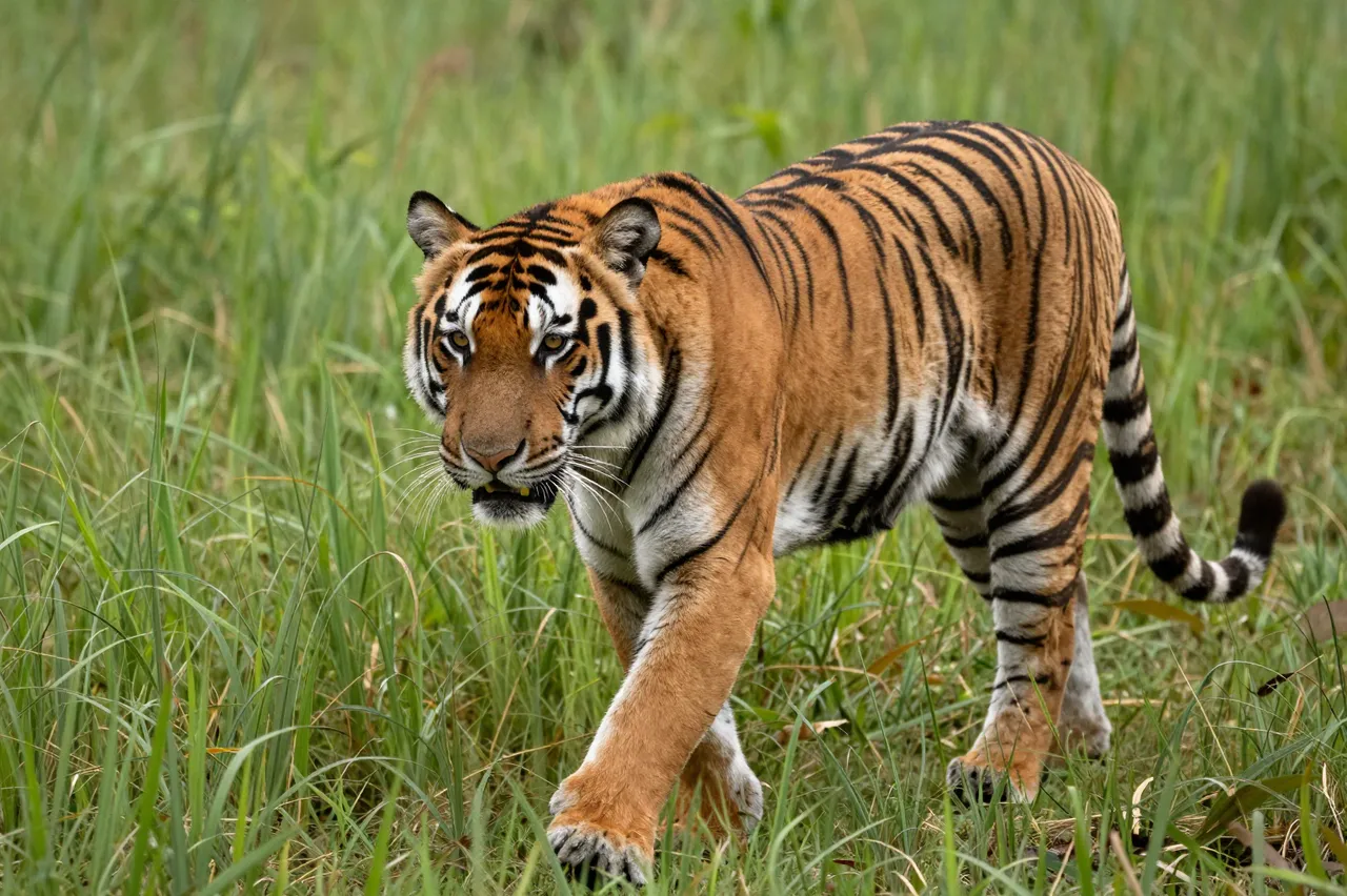 A striped tiger walks slowly forward through dense tall green grass while looking toward the camera