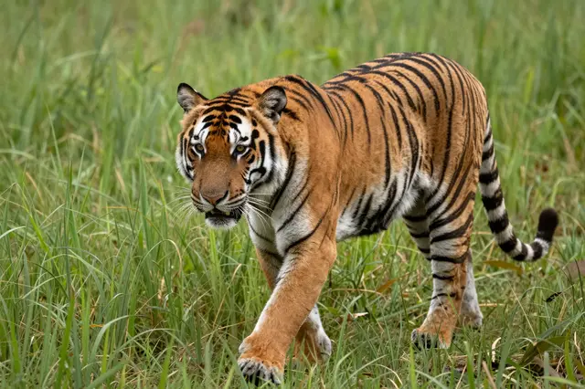 A striped tiger walks slowly forward through dense tall green grass while looking toward the camera