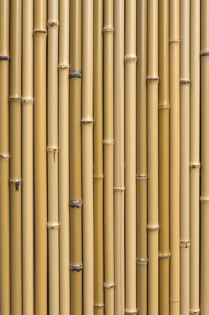 Full frame close-up of tightly packed upright golden bamboo poles with dark node rings