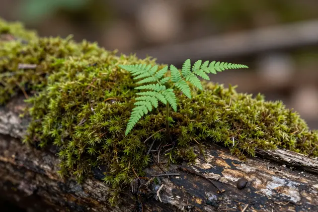 A small green fern sprout grows from dense moss covering a weathered fallen forest log.