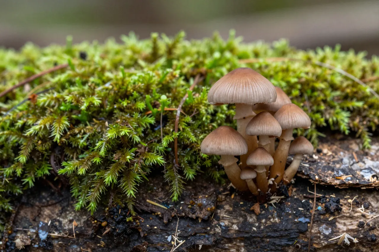 Cluster of small brown mushrooms grows beside lush green moss on a decaying forest log, macro shot.