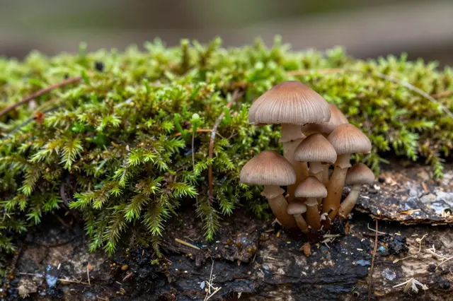 Cluster of small brown mushrooms grows beside lush green moss on a decaying forest log, macro shot.