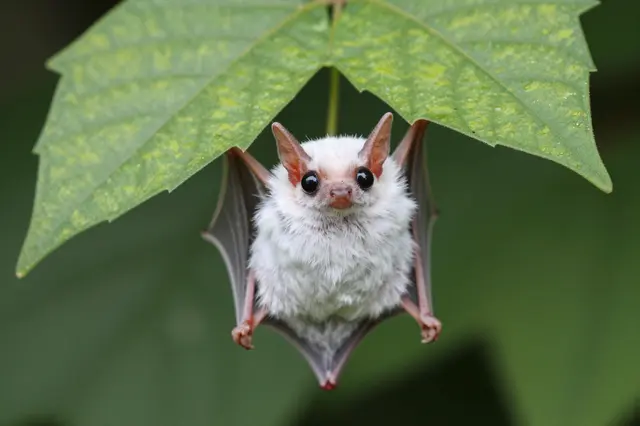 A fluffy tiny white bat hangs sheltered directly beneath a large green leaf, facing the viewer.